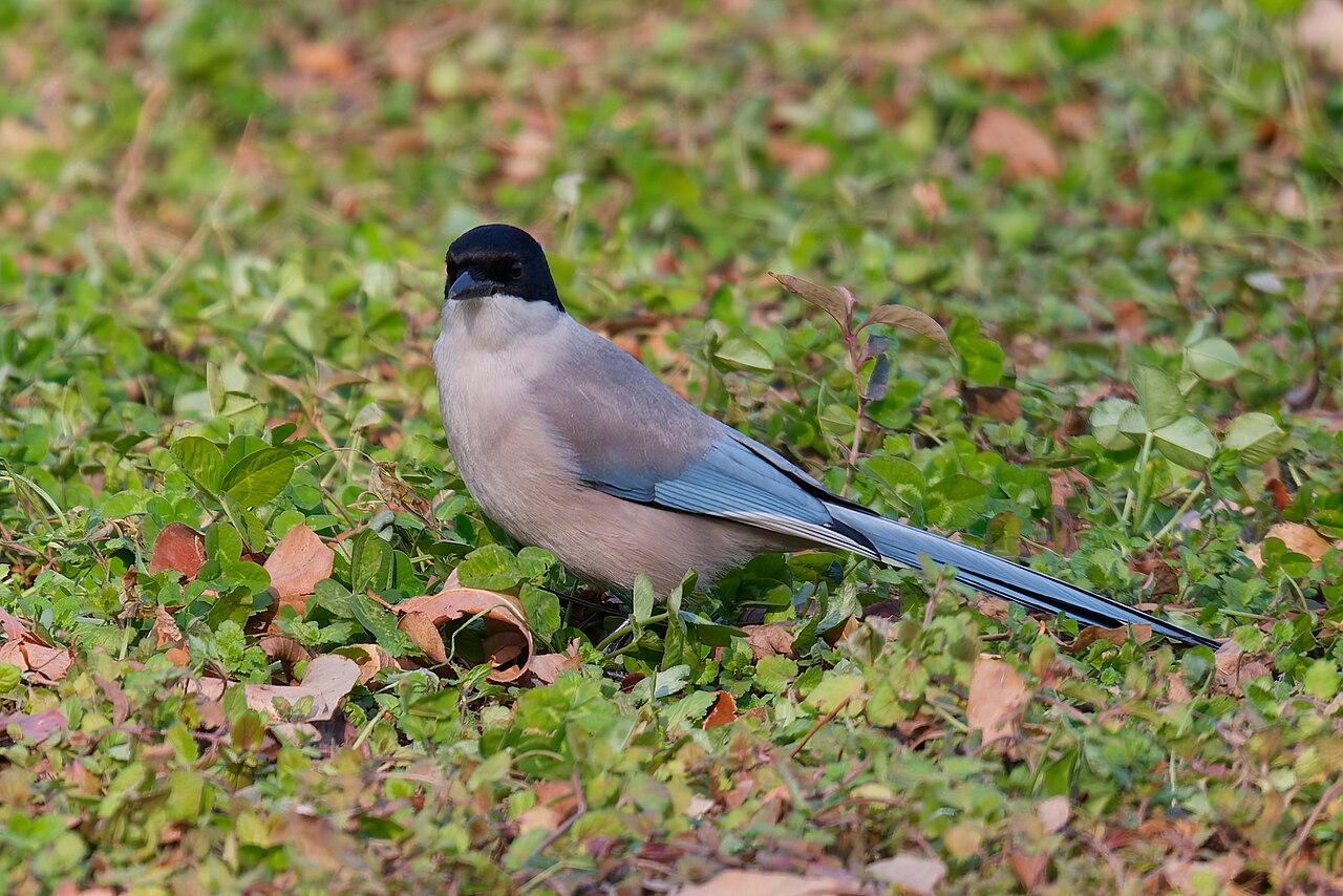 灰喜鹊 Cyanopica cyanus