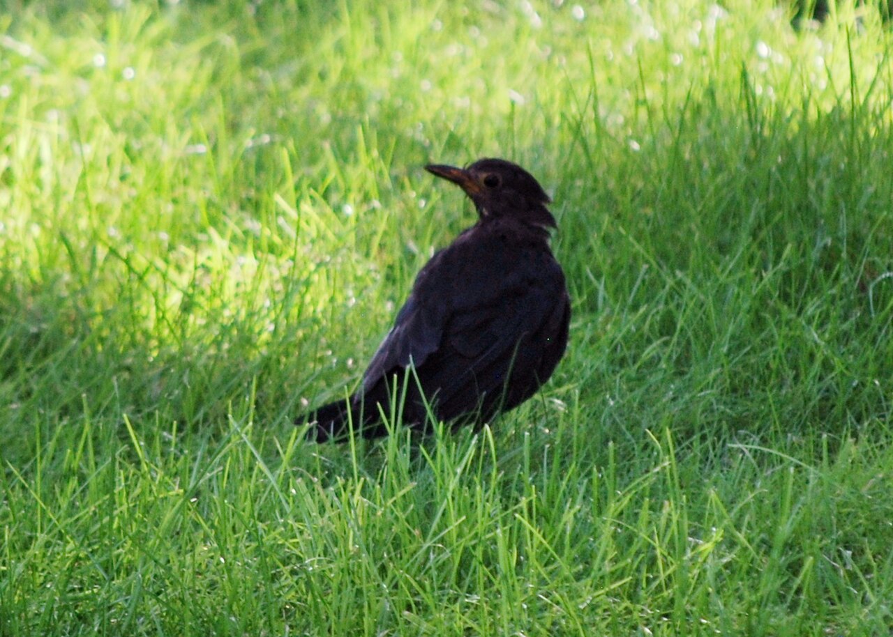 乌鸫 Turdus mandarinus