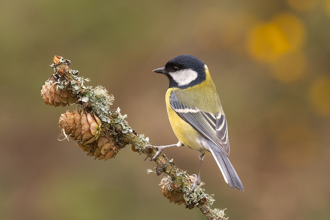 大山雀 Parus major