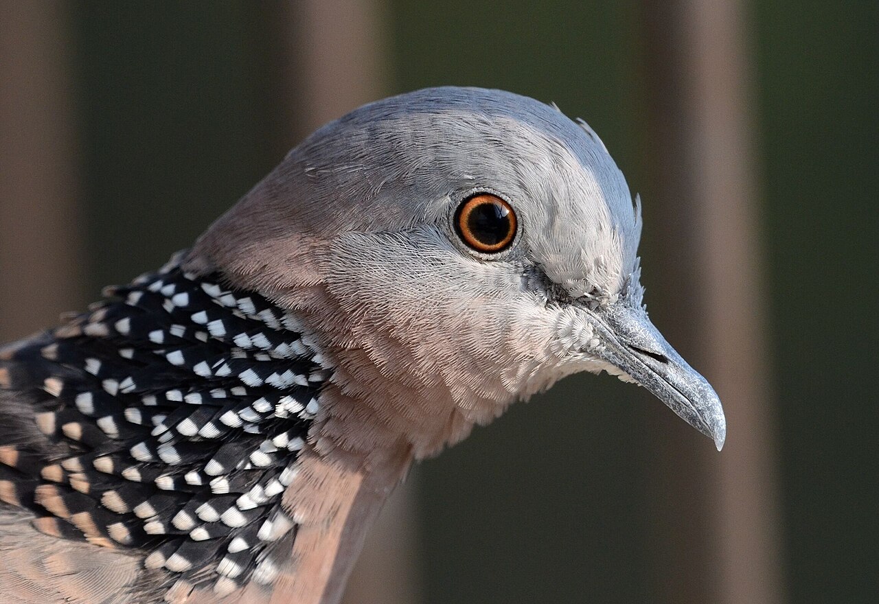 珠颈斑鸠 Spilopelia chinensis